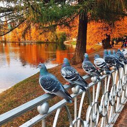 Пазл: Размышление