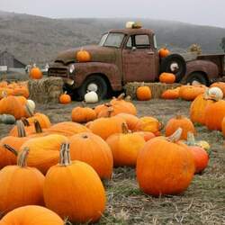 Пазл: Урожай тыкв