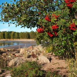 Пазл: Рябиновые гроздья