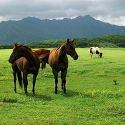 Пазл: Пастбище