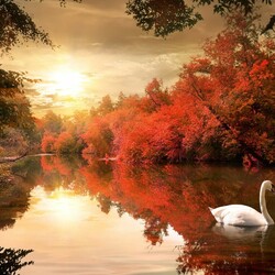 Пазл: Белый лебедь