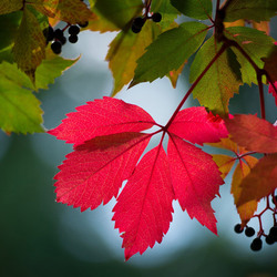 Пазл: Осенняя листва