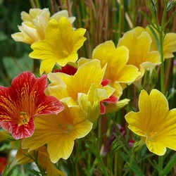 Пазл: Сальпиглоссис