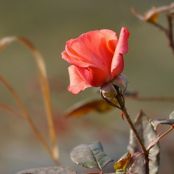 Пазл: Осенняя роза