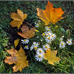 Пазл: Осенние цветы