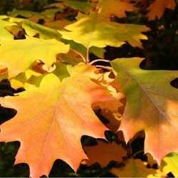 Пазл: Осенняя мозаика