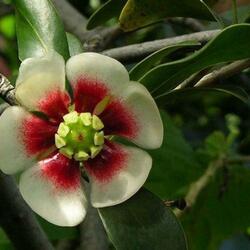 Пазл: Клузия