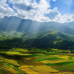 Пазл: Поле в солнечных лучах