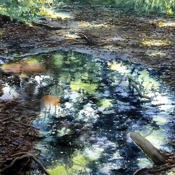 Пазл: Отражение осени