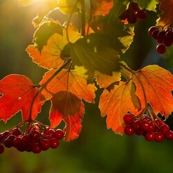 Пазл: Вкус осени