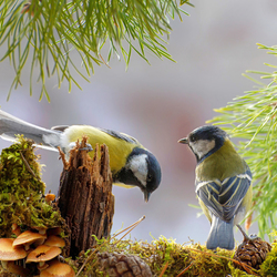 Пазл: Синичкин день