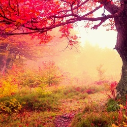 Пазл: Туман на опушке