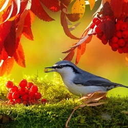 Пазл: Поползень 