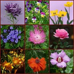 Пазл: Прогулка по саду