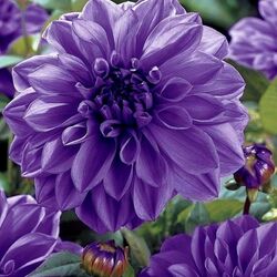 Пазл: Георгины