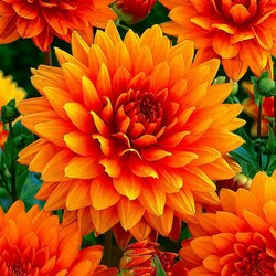 Пазл: Георгины