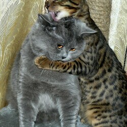 Пазл: Котики