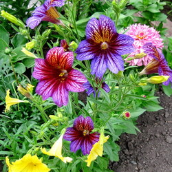 Пазл: Сальпиглоссис