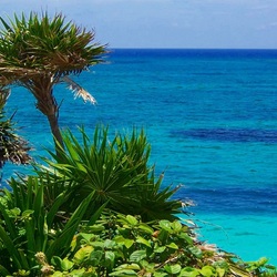 Пазл: Тропики