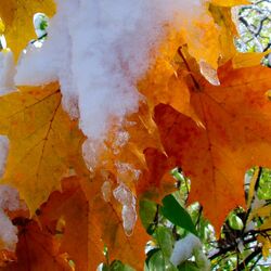 Пазл: Первый снег