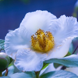 Пазл:  Нежность