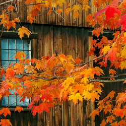 Пазл: Осеннее настроение
