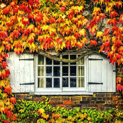 Пазл: Осенняя сказка