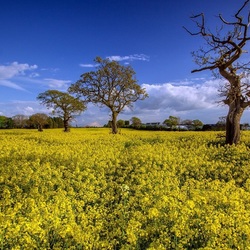 Пазл: Летом в деревне