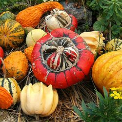 Пазл: Тыквы