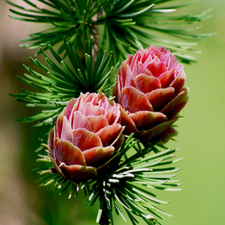 Пазл: Лиственница