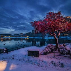 Пазл: Дерево в красном уборе
