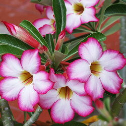 Пазл: Адениум