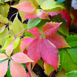 Пазл: Ах, осень