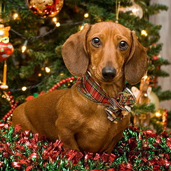 Пазл: Новогодний