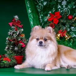 Пазл: Новогодний