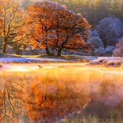 Пазл: Ноябрь в лесу