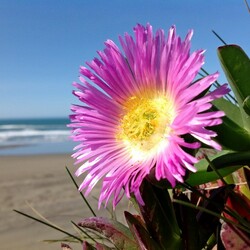 Пазл: На берегу