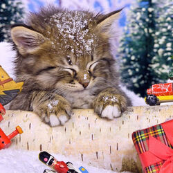 Пазл: Котик