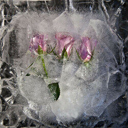 Пазл: Цветы и лед
