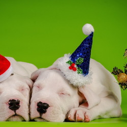 Пазл: Новогодний