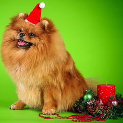 Пазл: Год жёлтой собаки