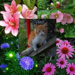 Пазл: Дачное содружество