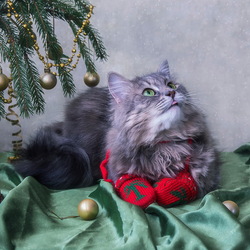 Пазл: Кошка в рукавичках