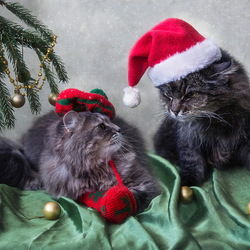 Пазл: Новогодние котики