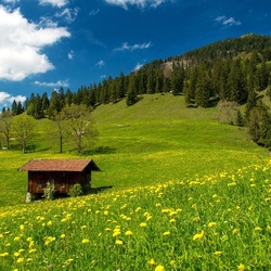 Пазл: Луговые цветы