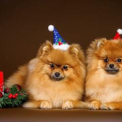 Пазл: Год жёлтой собаки