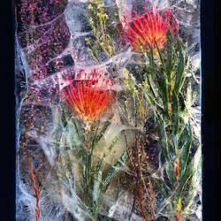 Пазл: Замерзшие цветы