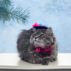 Пазл: Новогодний котик