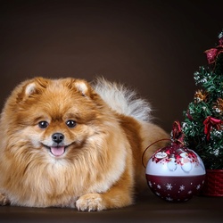 Пазл: Новогодняя собачка