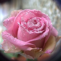 Пазл: Роза для Снегурочки